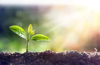 A plant is nourished by the sun.